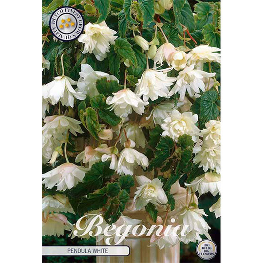 Hängbegonia 'White'