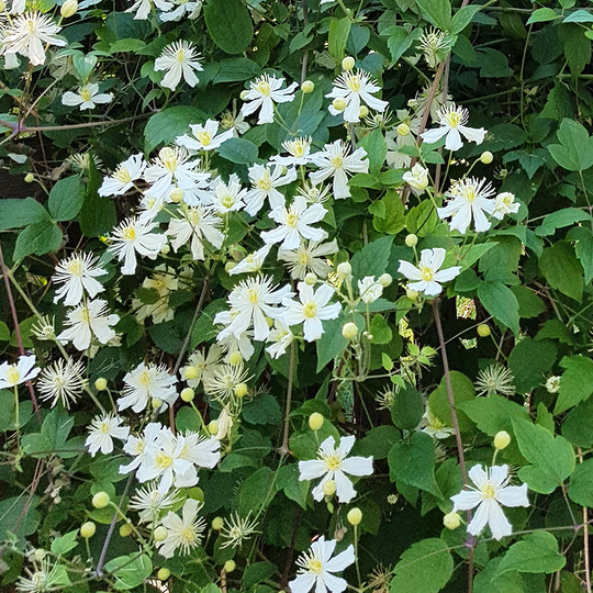 Skogsklematis