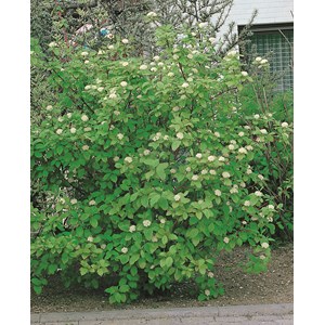 Korallkornell 'Sibirica' CO 3-pack