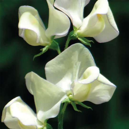 Luktärt 'Greenfingers'
