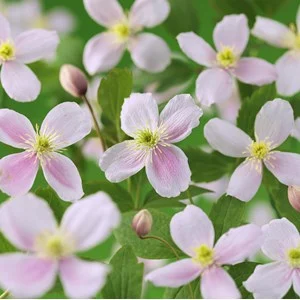 Klematis 'Pink Perfection' 1-pack
