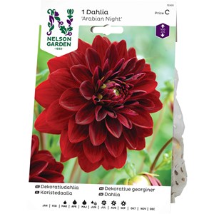 Vårlök Nelson Garden Dekorativdahlia Arabian Night Hög, Mörkröd