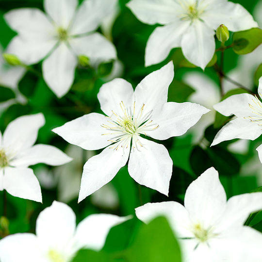 Klematis 'SoMany® White Flowers'