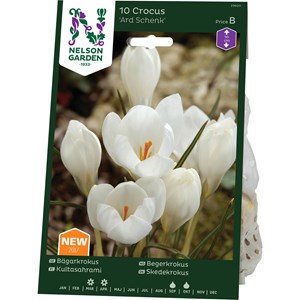 Höstlök Nelson Garden Bägarkrokus Ard Schenk Vit