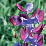 Luktärt 'Cupani'