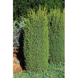 Träd-en 'Suecica' 30-35 cm 5-pack