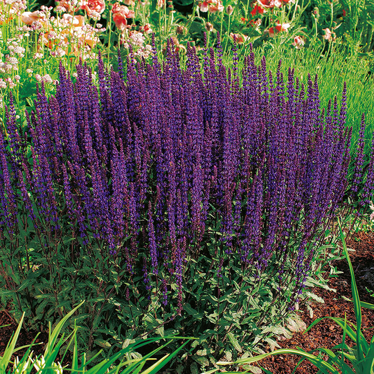 Stäppsalvia 'Caradonna' 2L, 2-pack