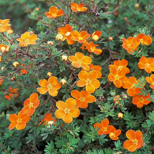 Trädgårdstok 'Hopleys Orange'