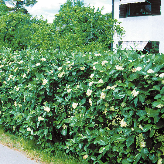 Häckoxel, 50-80 cm 10-pack