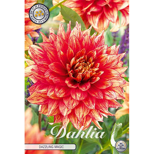 Dekorativdahlia 'Dazzling Magic'