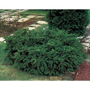 Krypidegran 'Repandens', 20-25 cm 5-pack
