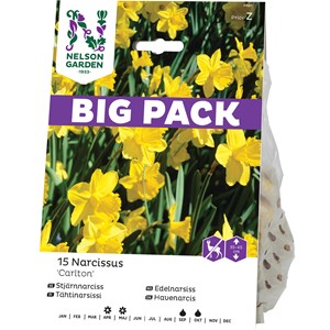 Höstlök Nelson Garden Stjärnnarciss Storkronig Carlton Big Pack