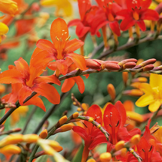 Montbretia mix