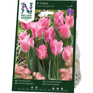 Triumfulpan Nelson Garden Miss Elegance Rosa