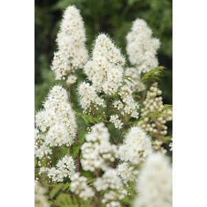 Liten rönnspirea 'Maia' E CO 100-pack