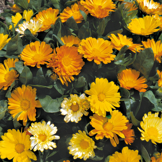 Ringblomma 'Daisy Mixed'