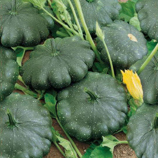 Tefatspumpa 'Greendisc'