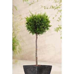 Tuja 'Brabant' Sh 50 cm co