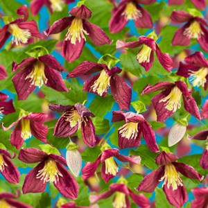 Klematis Cirrhosa 'Landsdowne Gem' 1-pack