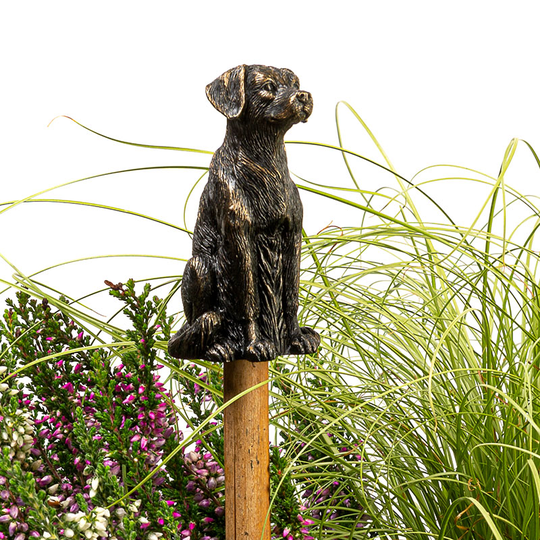 Trädgårdsknopp Labrador