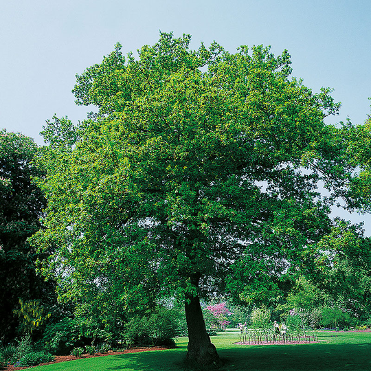 Skogsek, Quercus robur