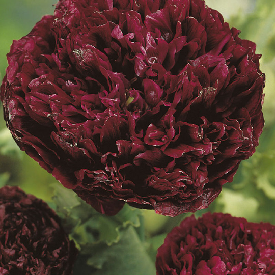 Opievallmo 'Paeony Black'