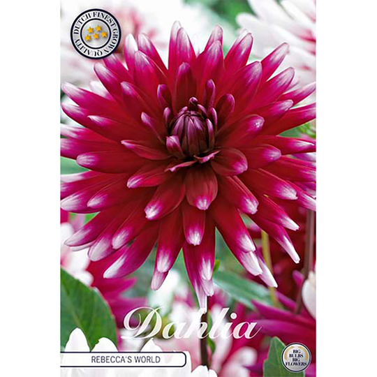 Dekorativdahlia 'Rebecca's World'