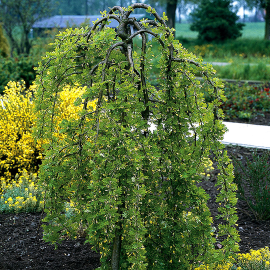 Hängkaragan, Caragana arborescens 'Pendula'