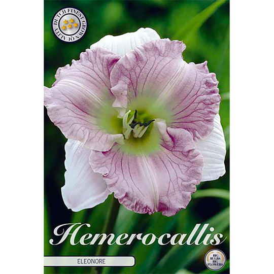 Daglilja 'Eleonore'