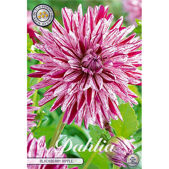 Dekorativdahlia 'Blackberry Ripple'