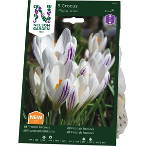 Fransk Krokus Nelson Garden Fransk Picturatus Vit/Lila