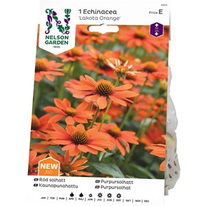 Vårlök Nelson Garden Solhatt Lakota Orange