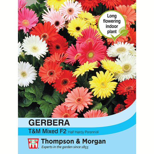 Gerbera 'T&M Mixed' F2
