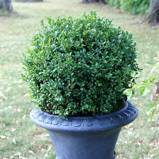 Buxbom klotformad 25-30cm