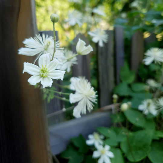 Klematis 'Paul Farges'