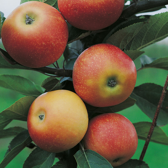 Äpple 'Discovery'
