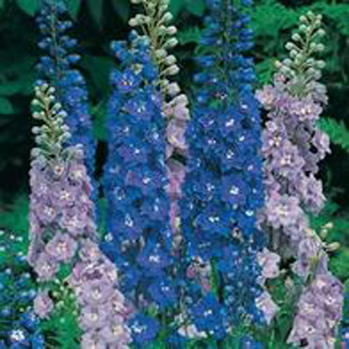 Riddarsporre 'Avalon'