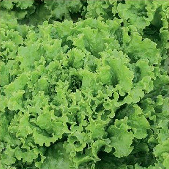 Bataviasallat 'Caipira'