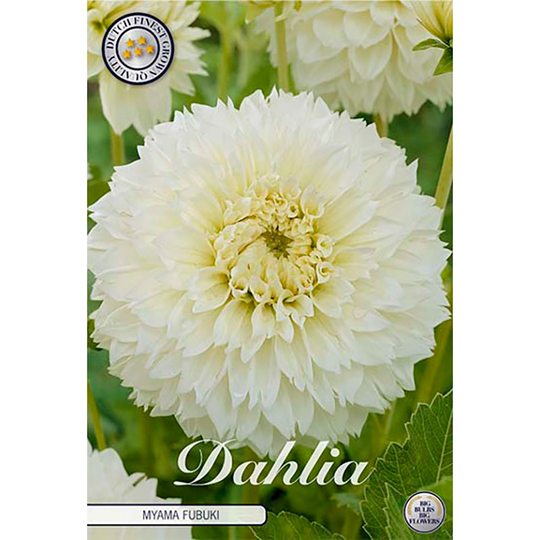 Dekorativdahlia 'Fubuki Myama'