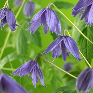 Klematis Macropetala 5-pack