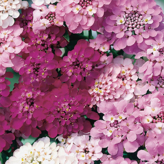 Iberis 'Fairy', mix