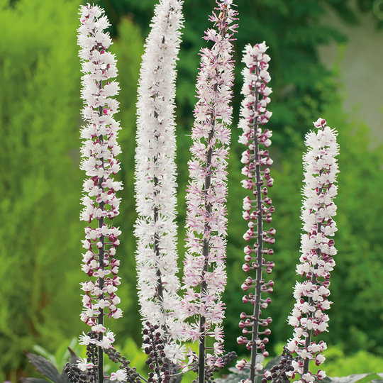 Höstsilverax 'Pink Spike' 2L, 2-pack
