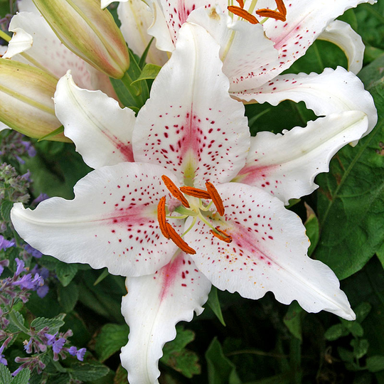 Orientlilja 'Muscadet'