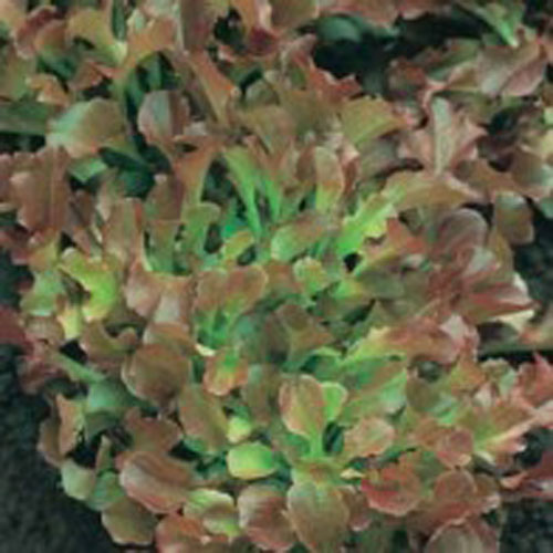 Sallat 'Red Salad Bowl'