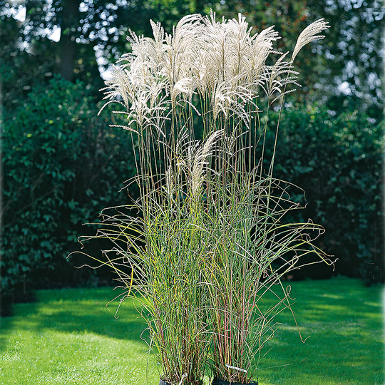 Glansmiskantus 'Silberfeder'