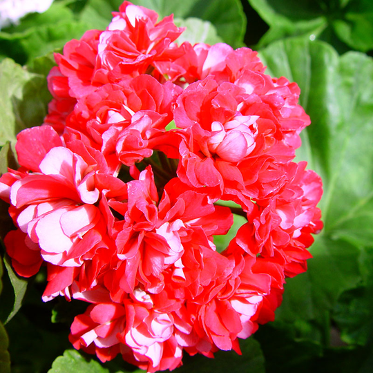 Rosenknoppspelargon 'Pink Rosebud'