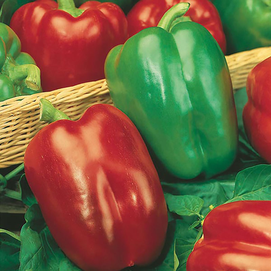 Paprika 'California Wonder'