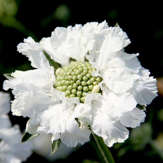 Höstvädd 'Fama White'
