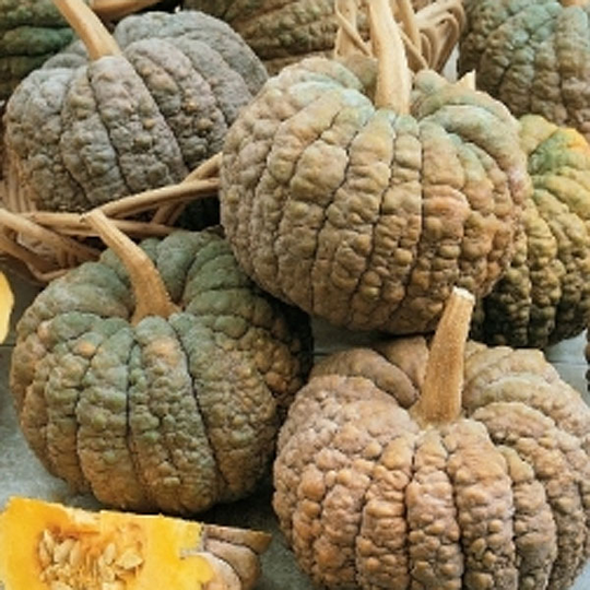 Pumpa 'Marina di Chioggia'