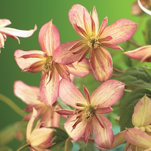 Klematis 'Marjorie' 5-pack